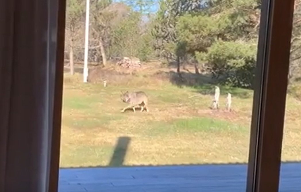 Se enestående video: Ulv dukkede op da familie spiste morgenmad
