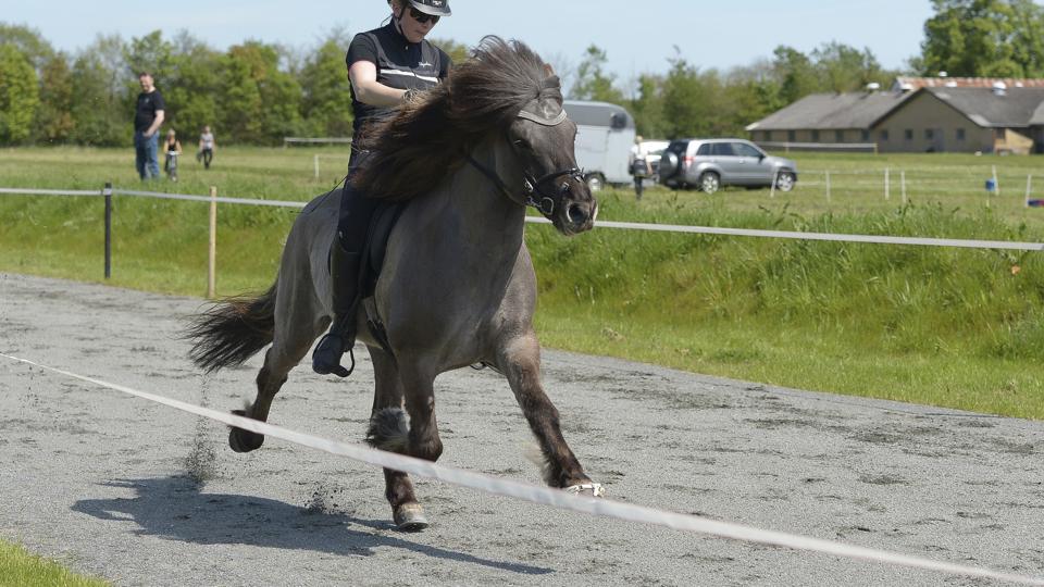 Islandske Hesteforening HEKLA er blandt de heldige og får 20.000 kr. til hjælp til at anskaffe en ny sekretariatsvogn. Arkivfoto: Mette Nielsen