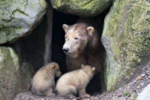 Aalborg Zoo får akut hjælp