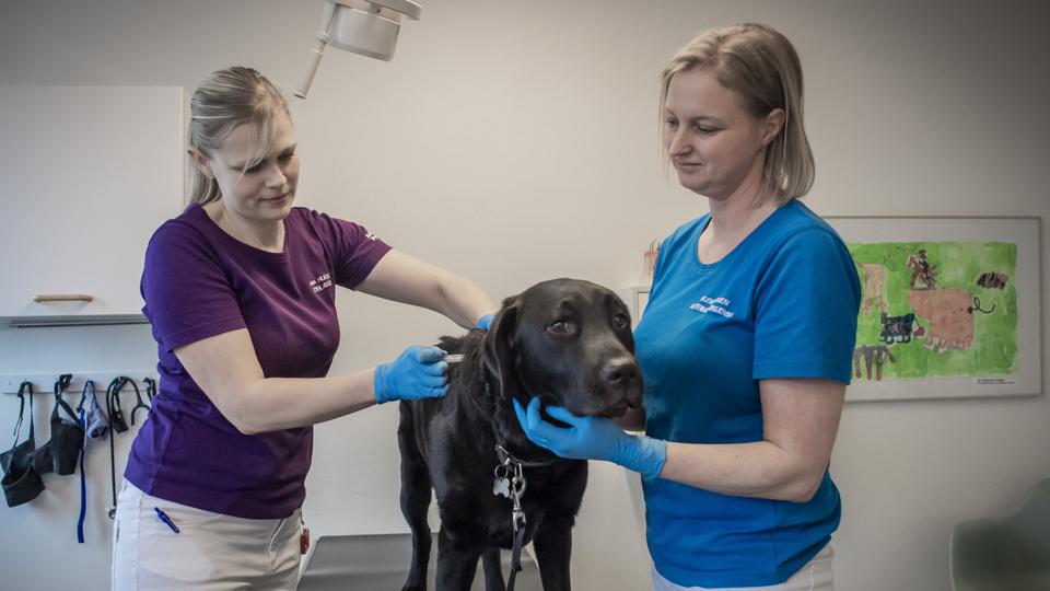 Bongo er i gode hænder hos dyrlæge Mia Huus og veterinærsygeplejerske Helene Jensen, Aalborg Dyrehospital