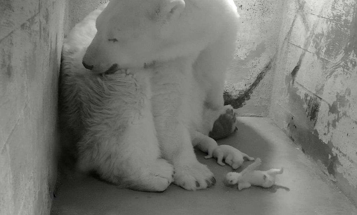 Kun to tilbage: Isbjørneunge overlevede kun et par dage