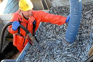Fiskeriet har lyspunkter: Tobis hjælper et trængt erhverv