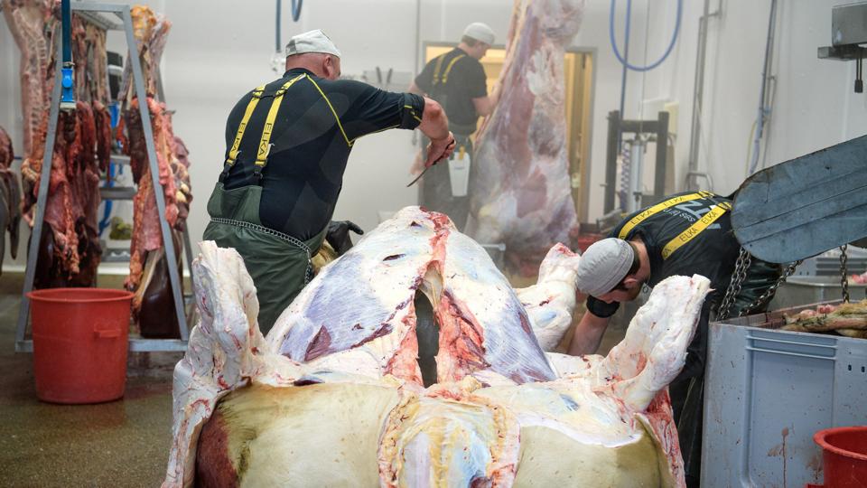Tyren blev slagtet hos Slagter Thøgersen i Vester Hvidbjerg. Foto: Bo Lehm