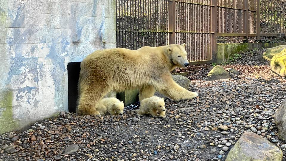 I nøjagtig tre måneder har Malik plejet ungerne i fødehulen. Foto: Aalborg Zoo