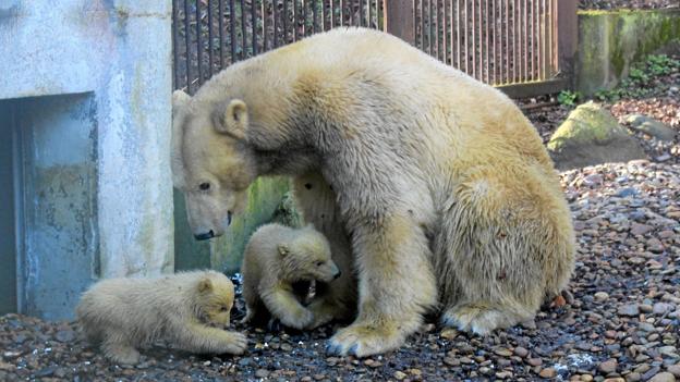 Tidligere i dag, onsdag, bankede isbjørnemor på døren - nu ville hun gerne ud. Foto: Aalborg Zoo