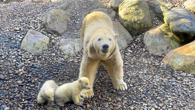 Oprindelig var ungerne trillinger - men kun de to er overlevet. Foto: Aalborg Zoo