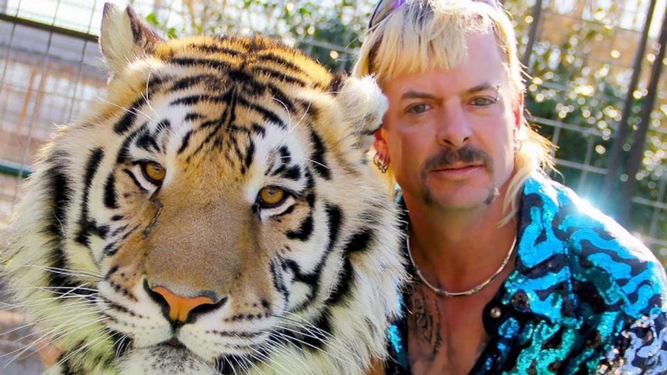 Joe Exotic fortæller i serien Tiger King, at han har over 100 tigre i fangeskab.