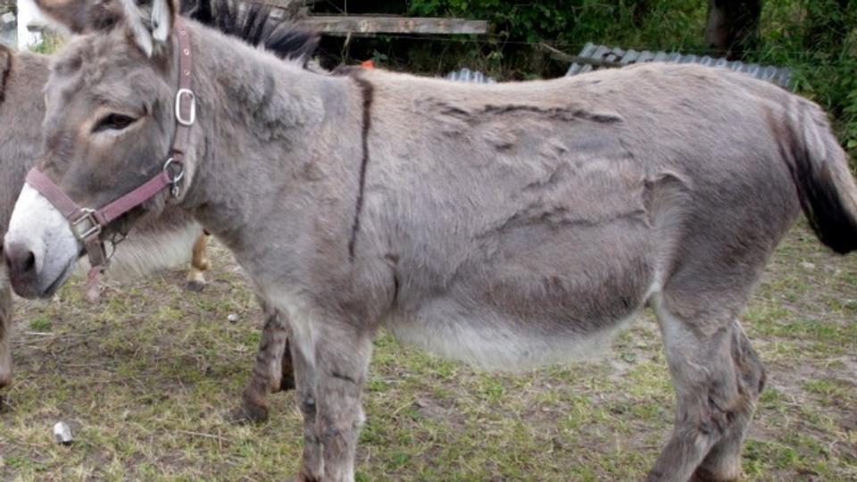 Et æsel var årsag til et af to trafikheld, oplyser politiet. Dog ikke dette æsel. Arkivfoto