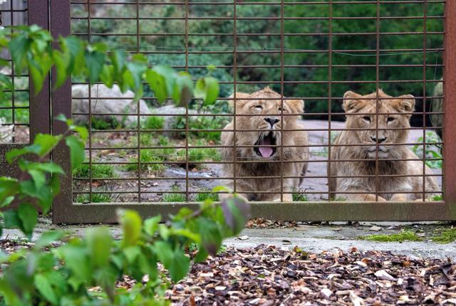 Dyrene i Aalborg Zoo må stadigvæk kigge langt efter publikum. Og ingen tør i dag spå om, hvornår haven atter kan lukke gæster ind. Arkivfoto: Henrik Bo