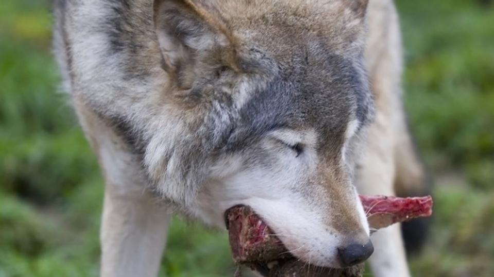 Den nordjyske ulv jagtede et rådyr, men mødte pludselig en biolog. Arkivfoto: Colourbox