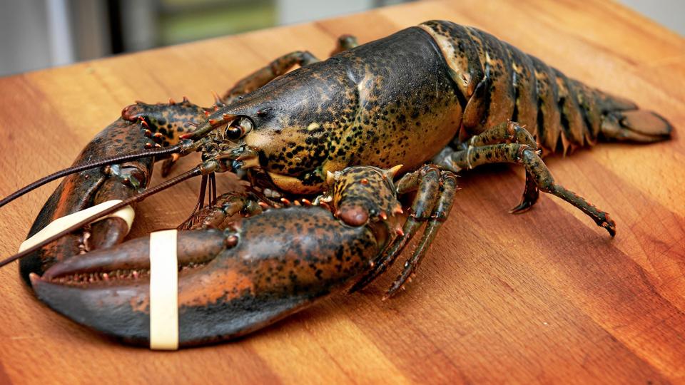 Hummeren er så eftertragtet i Limfjorden, at massivt fiskeri måske kan true bestanden. Arkivfoto: Lars Pauli
