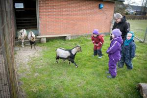 Goddag til geder og høns: Glade gensyn i børnehaven