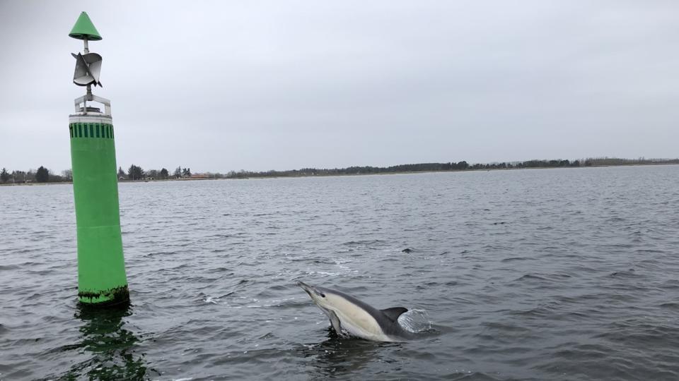 Det kan sagtens være den samme delfin, der kommet tilbage til Limfjorden, vurdere biolog fra Nordsøen Oceanarium Kristina Ydesen. Foto: Daniel Løth Nielsen