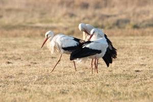 Se de flotte pletskud: Tre storke besøger Jerup