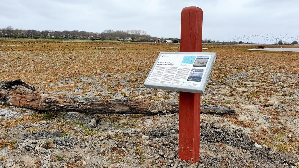 Der er opsat et skilt ved en af egestammerne, der mere detaljeret beskriver udviklingen. Privatfoto