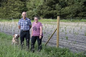 Korn giver underskud: Hans og Marianne planter 21.000 løvtræer - med statsstøtte