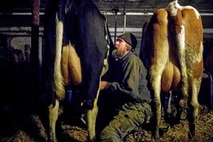 Henriks kalve får øko-modermælk ad libitum: Københavnere køber resten i Irma til 15,50 kr. pr. liter
