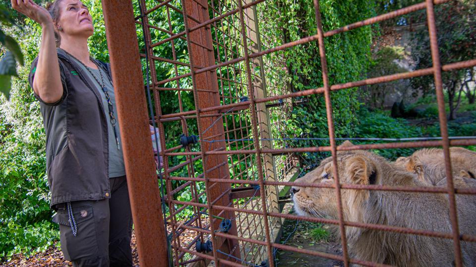 Sara Villadsen er dyrepasser i Aalborg Zoo. Løverne tør ikke komme for tæt på hegnet, der løber elektriske tråde inden for. Dyrepasseren går heller aldrig ind til de voksne løver. Det er alt for farligt. Foto: Martin Damgård.