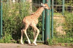 Se video: Så nuttede er de nye dyreunger i zoo