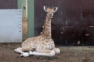 Hej med dig, lille ven: Ny girafunge i zoo