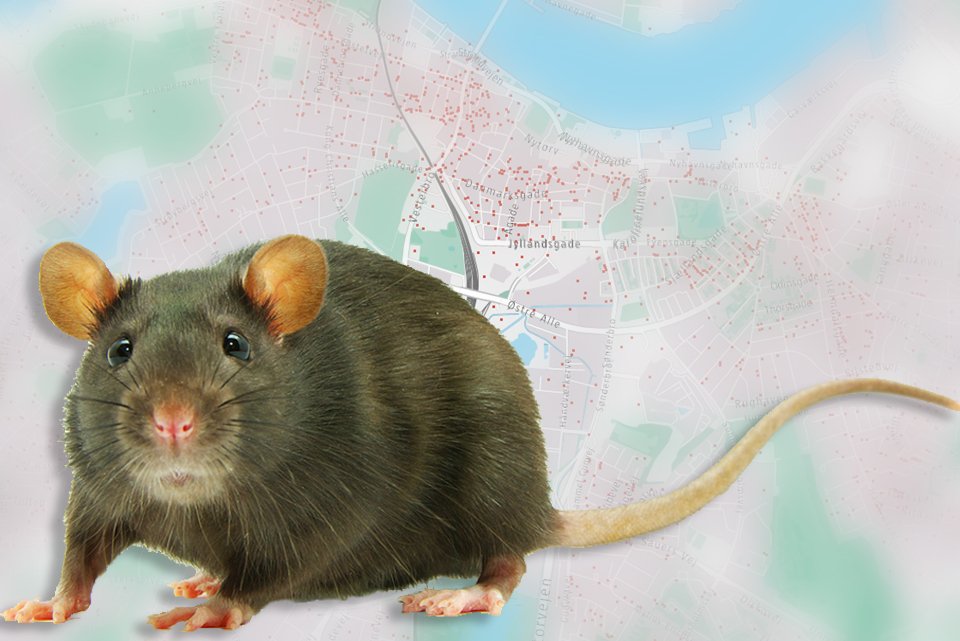 Det store rottekort: Her er de mest rottebefængte veje og byområder