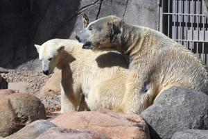 Ny isbjørn fik varm velkomst: Parrede sig med hun efter bare en time