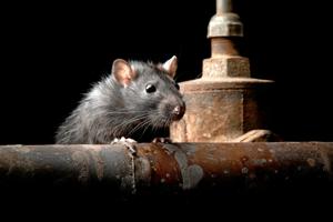 Madsvineri får rotter til at vrimle: Sådan kan du være med til at stoppe de grådige gnavere