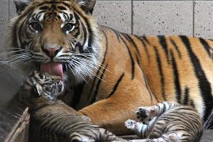 Overraskelse i Aalborg Zoo: Pludselig fødte tiger to unger
