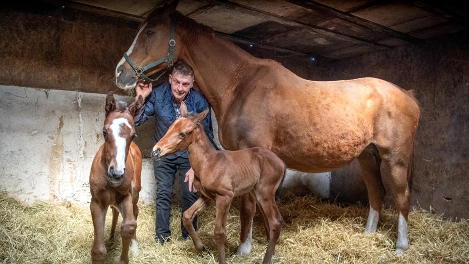Hesteavler Kaj Rasmussens sammen med sin 17-årige fuldblodshoppe Red Duchess og dens to nyfødte hoppeføl. Føllet med hvidt blis til venstre var det førstefødte.