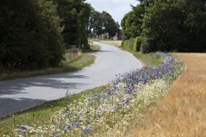 40 kilometer blomsterflor på vej: Blomsterfrø skal sprede idyl langs markerne