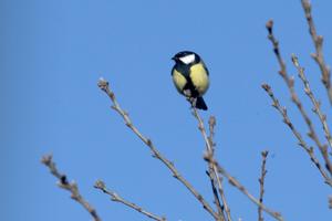Forårsfornemmelser: Disse fugle booster nordjydernes forårshumør - i by og på land