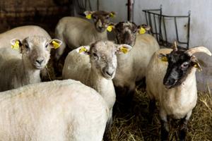 Kommunen lægger jord til fårehold i byen: Dyrene skal glæde plejehjemsbeboere