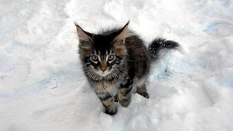 Om det var en kat som denne, melder historien ikke noget om. Men det var en kat, der blev reddet ned fra et tag i 3. sals højde.