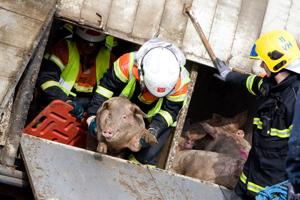 Grisetransport væltet: 35 døde grise