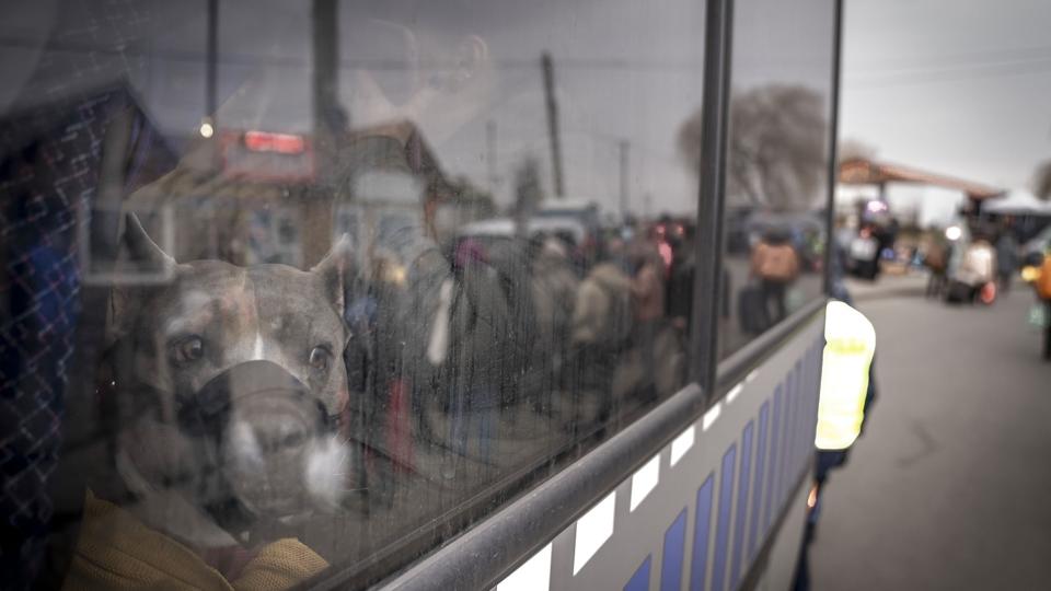 En del ukrainere tager kæledyr med på rejsen ud af landet. Her ses en hund om bord på en bus omkring grænseovergangen ved Medyka i det østlige Polen ved grænsen til Ukraine. (Arkivfoto). <i>Mads Claus Rasmussen/Ritzau Scanpix</i>