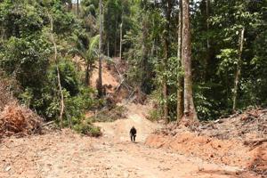 Skovhugger finder savnede drenge efter fire uger i Amazonas