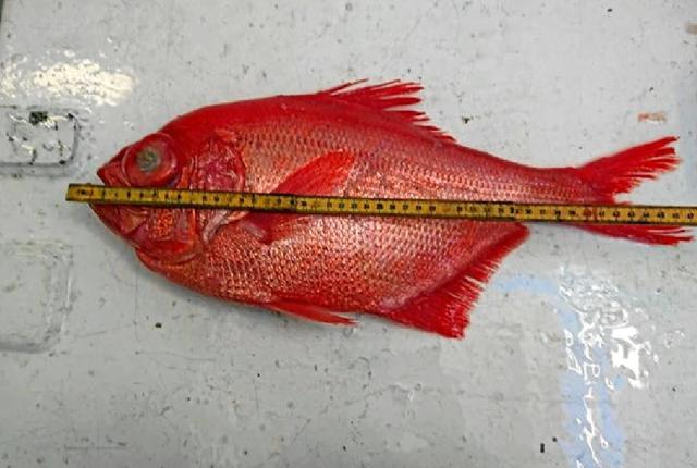 Sådan ser den ud, den sjældne dybhavsfisk ”den nordiske beryx”. Foto fra Nordsøen Oceanarium