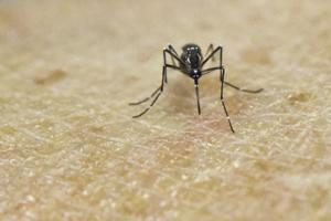 Glem myterne - myg går efter bestemte dufte