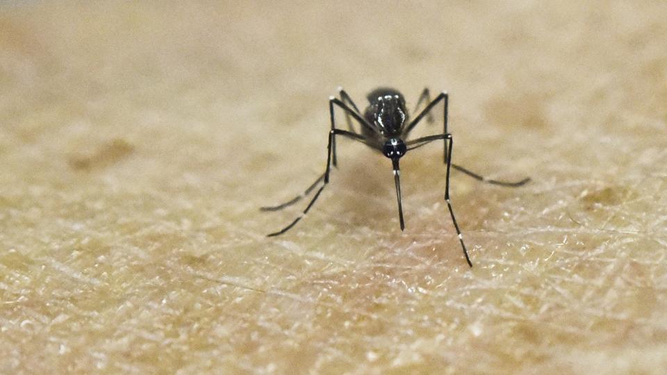 Vil man undgå myggestik, så er de bedste råd at bruge myggespray og ikke at opholde sig udenfor i skumringstimerne. Luis Robayo/Ritzau Scanpix