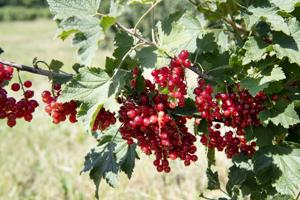 Tidlig bærhøst: Bærrene kan selv hente vand