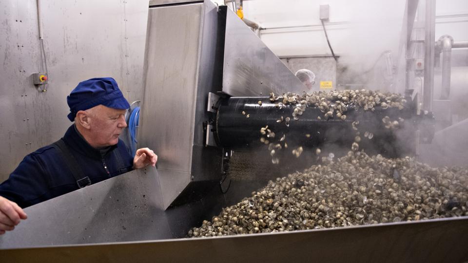 Vilsund Blue har investeret i bæredygtig produktion, produktudvikling og øget automatisering. Arkivfoto: Kurt Bering
