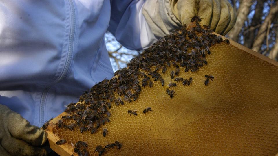 Hvis du vil hjælpe naturen, så kan det være, at du skulle overveje at blive biavler. Arkivfoto: Pernille Damsgaard