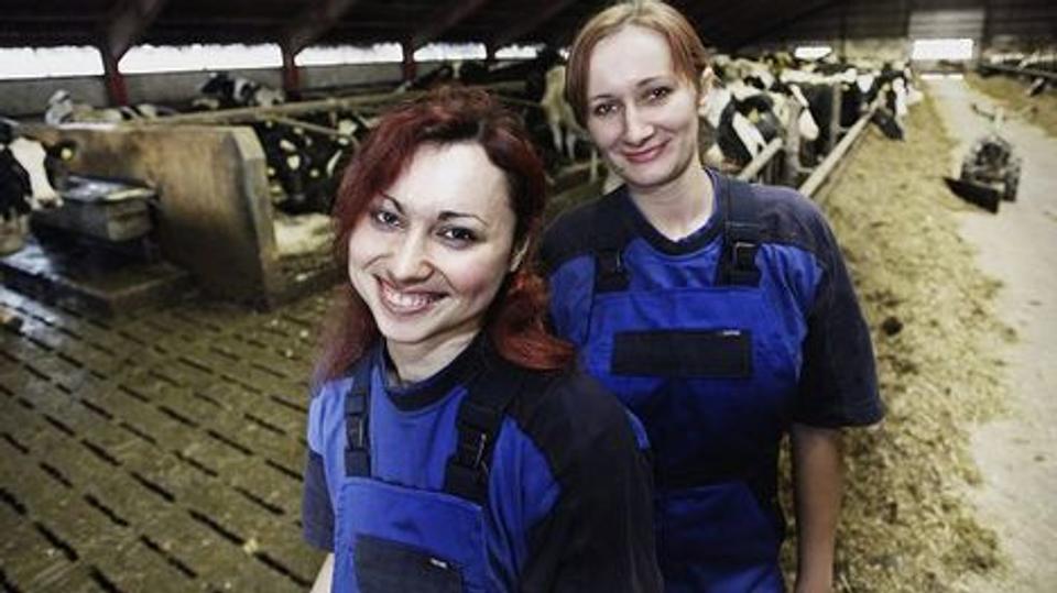 2007: Iryna Ostrovetska og Rus­la­na Radchuk fra Ukraine fik arbejde på en nordjysk gård. Siden er antallet af ukrainere i Nordjylland flerdoblet, og der er god brug for dem i landbruget. Arkivfoto: Michael Bygballe