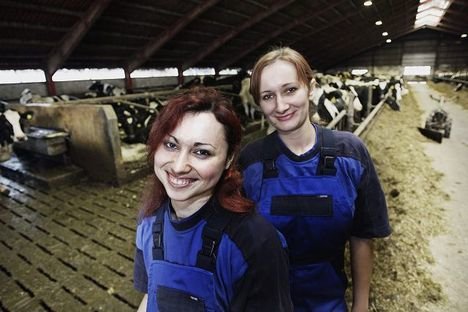 Så mange ukrainere bor i din kommune: Især kvinderne er gode i stalden