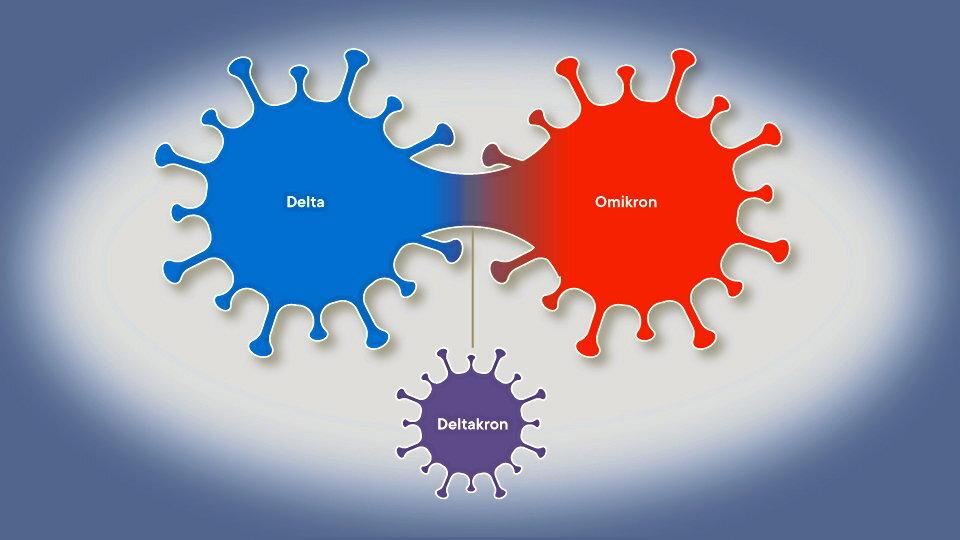 Deltakron er formentlig opstået ved en sammensmeltning af Delta og Omikron hos en person, der var smittet med begge varianter. Grafik: Jette Klokkerholm