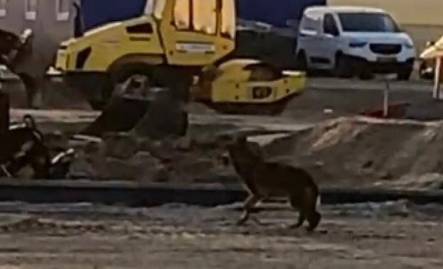 Lederen af den statslige ulveovervågning er ikke 100 procent sikker på, det er en ulv, men maget tyder på, at det virkelig var en ulv, der besøgte byggepladsen. <i>Foto: Heine Mikkelsen</i>