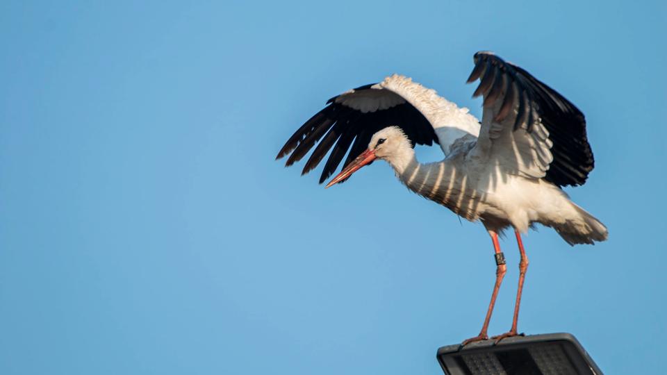 Storke på genbrugspladsen i Ravnshøj overnattede på lygtepæl. <i>Foto: Lone Korsholm</i>