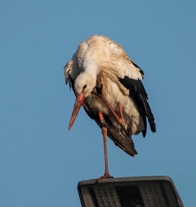 Storke på genbrugspladsen i Ravnshøj overnattede på lygtepæl. <i>Foto: Lone Korsholm</i>
