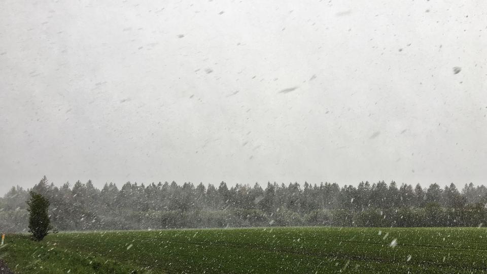 Forårsvejr i den kølige udgave er i vente hele denne uge, hvor bygerne kan indeholde tøsne eller slud. (Arkivfoto). <i>Mads Claus Rasmussen/Ritzau Scanpix</i>