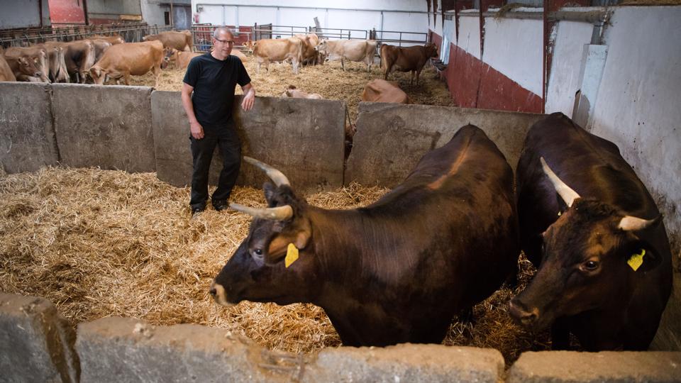 Wagyukalvene i forgrunden er mere sky end jerseykvæget, fortæller landmand Per Krogsgaard. Foto: Hans Ravn